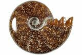 Polished Agatized Ammonite (Phylloceras?) Fossil - Madagascar #236603-1